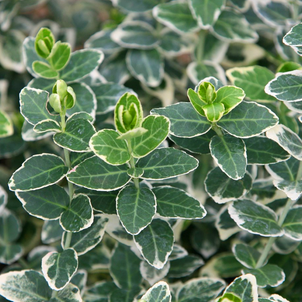 Euonymus Emerald Gaiety (9cm)