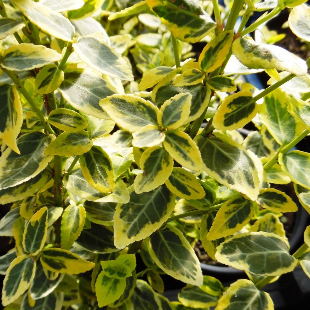 Euonymus Emerald Gold (9cm)