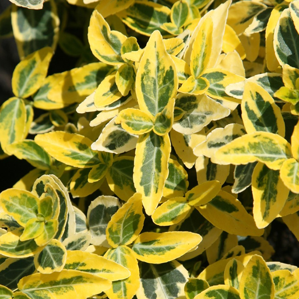 Euonymus Emerald Gold (9cm)