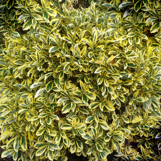 Euonymus Ovatus Aureus (9cm)
