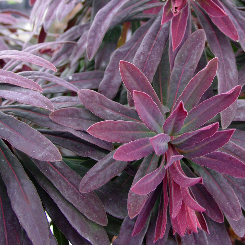 Euphorbia Ruby Glow (9cm)