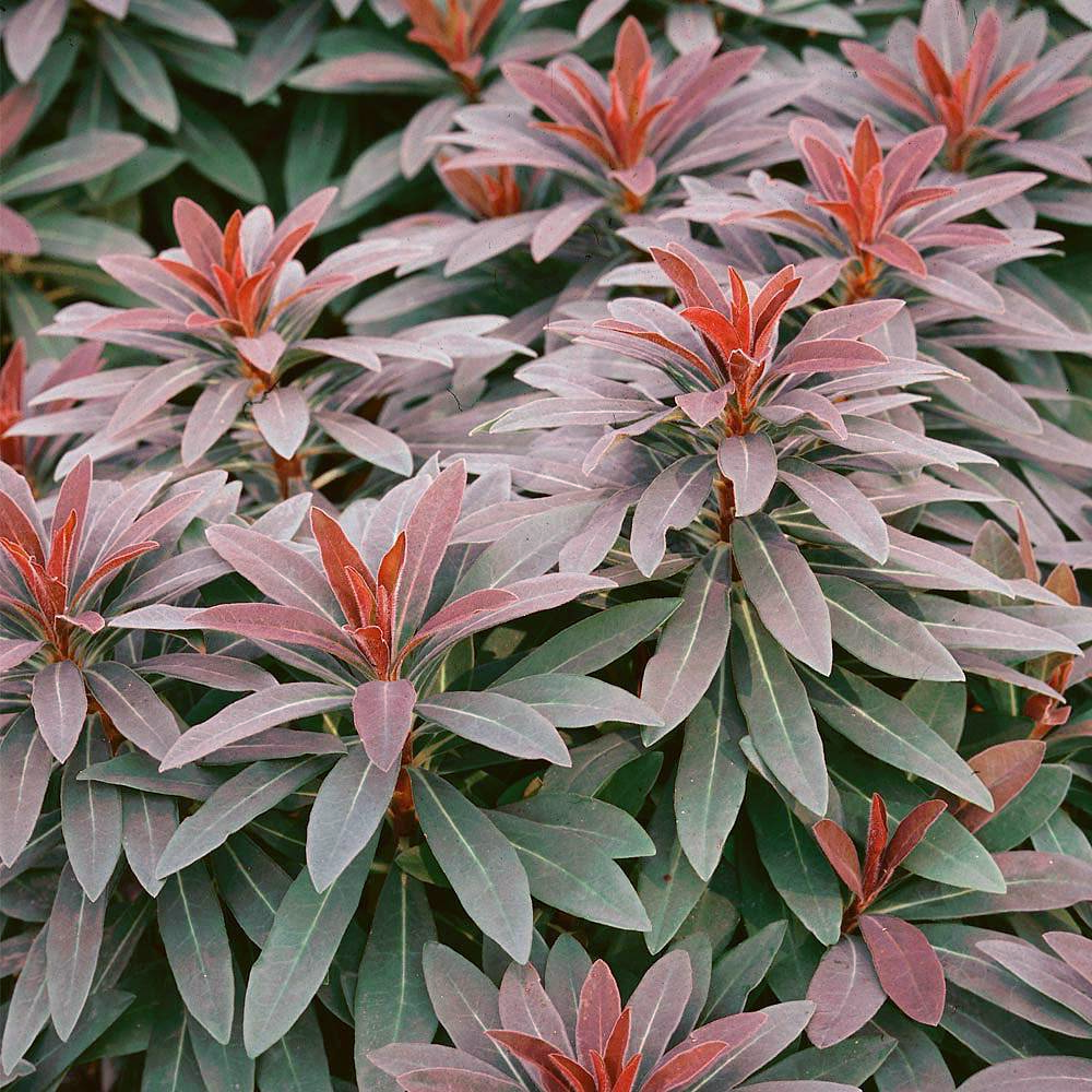 Euphorbia Ruby Glow (9cm)