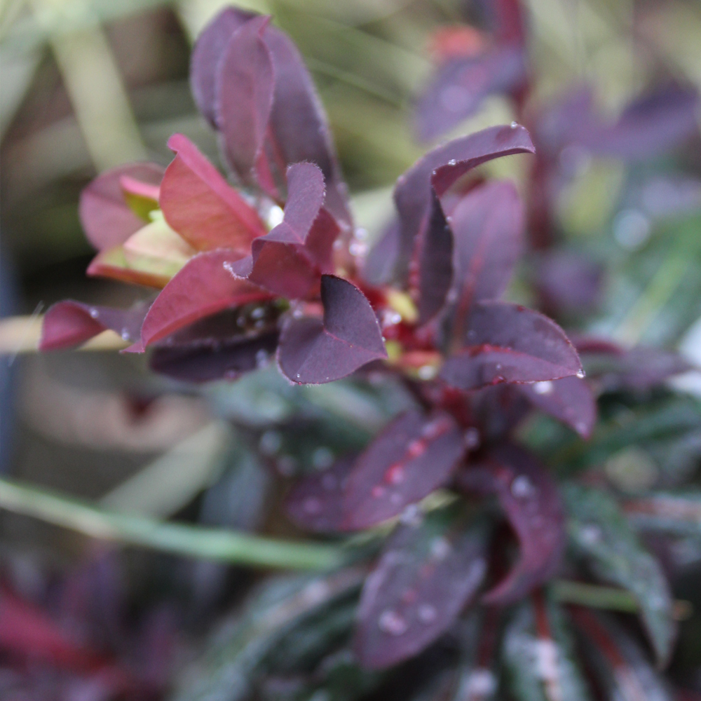 Euphorbia Ruby Glow (9cm)