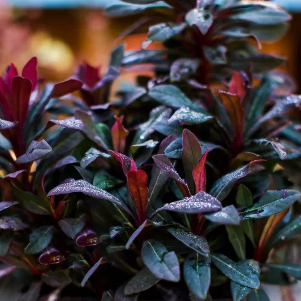 Euphorbia Ruby Glow (9cm)