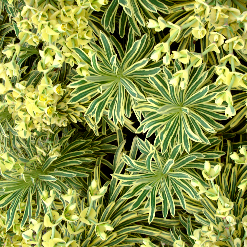 Euphorbia Tasmanian Tiger (9cm)