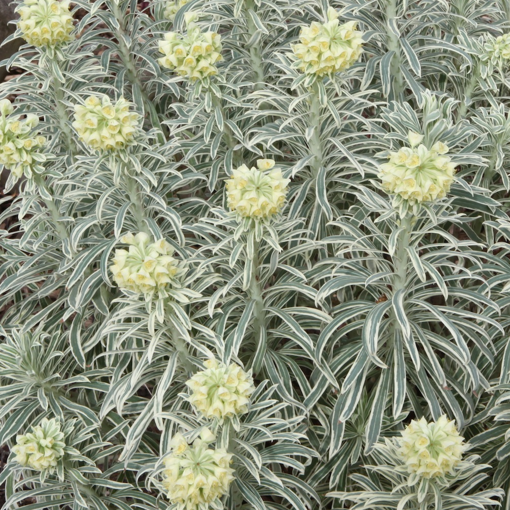 Euphorbia Tasmanian Tiger (9cm)