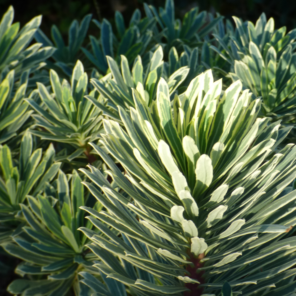 Euphorbia Tasmanian Tiger (9cm)