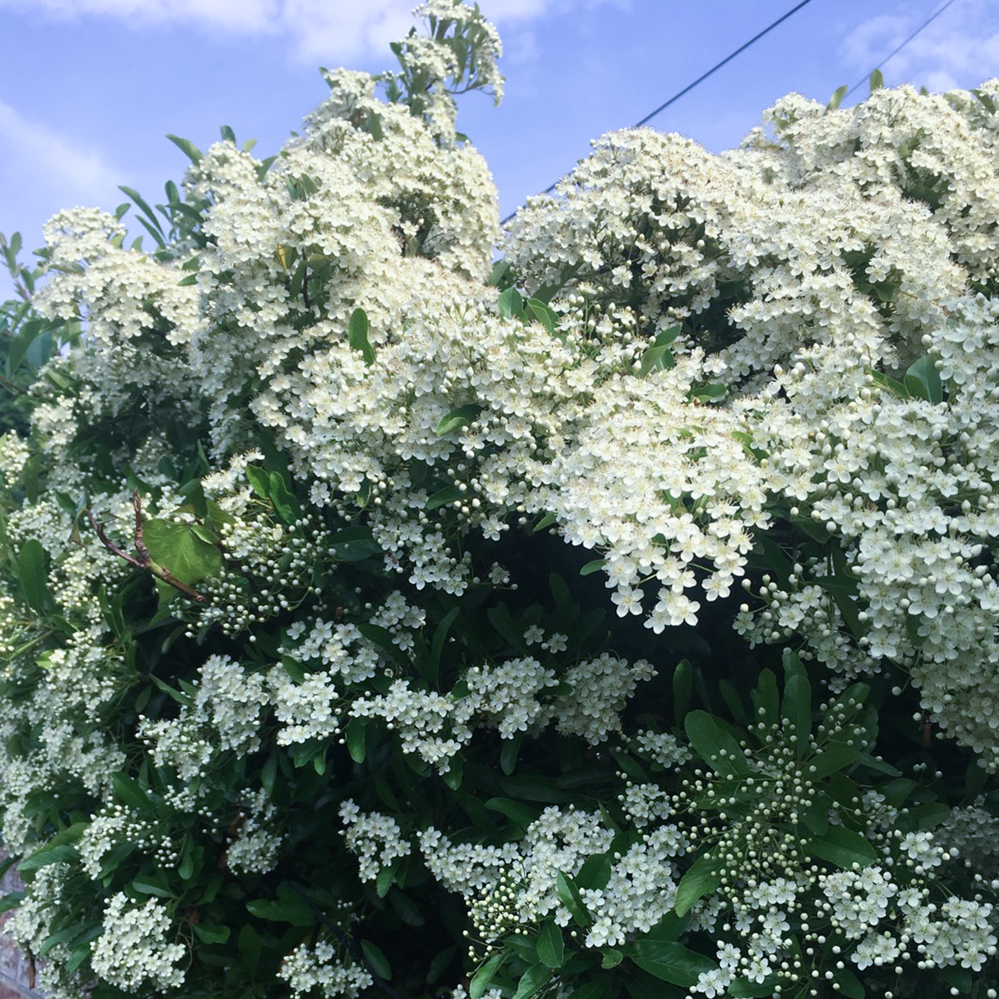 Exochorda Snow White Tree (12L, 5-6ft)