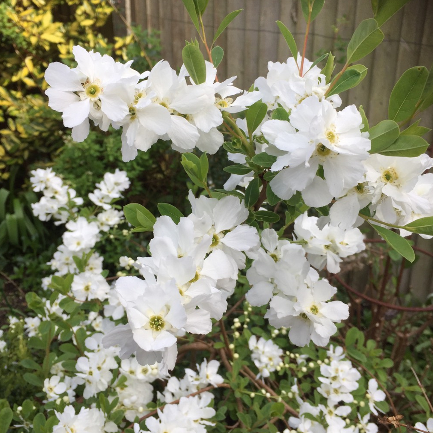 Exochorda Snow White Tree (12L, 5-6ft)