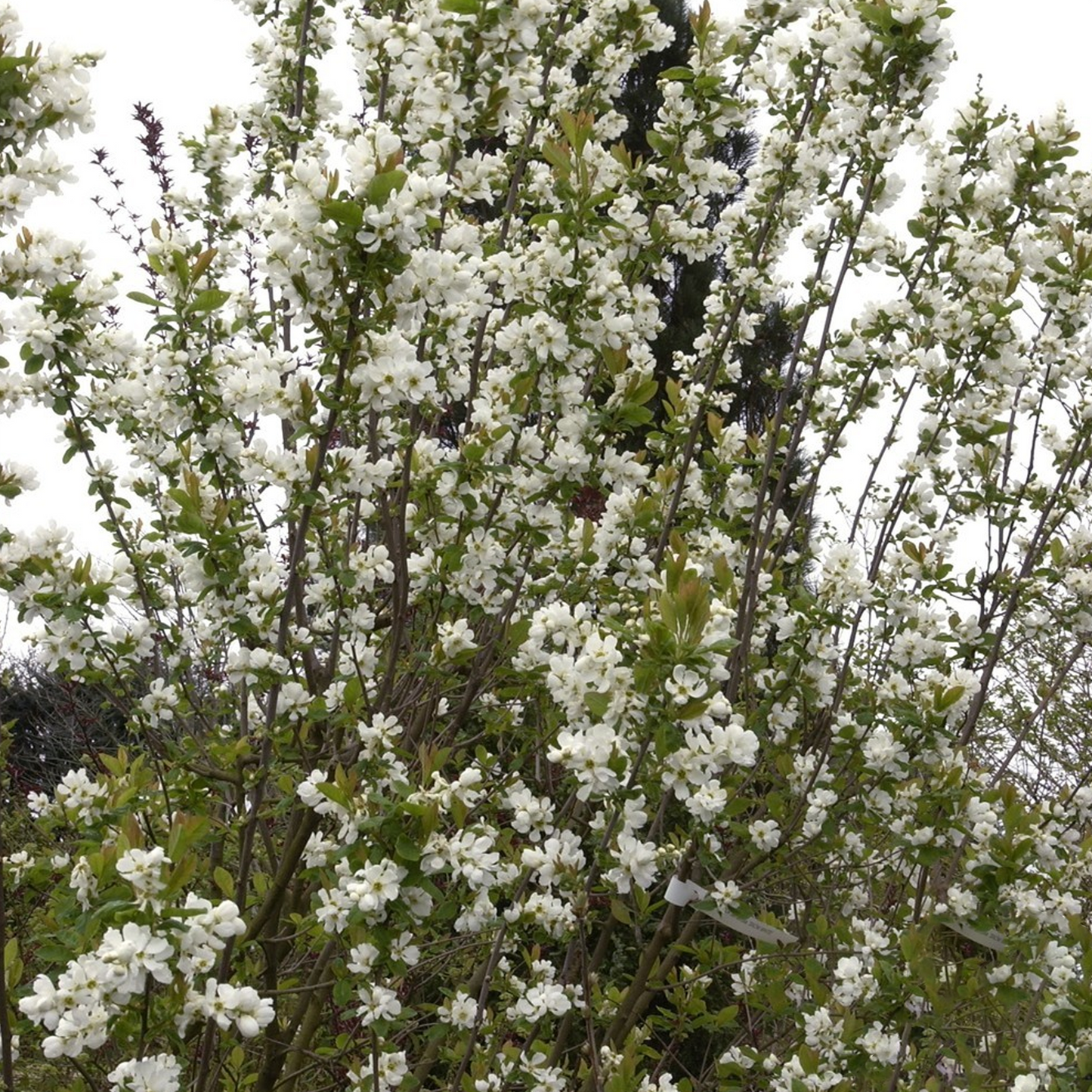 Exochorda Snow White Tree (12L, 5-6ft)