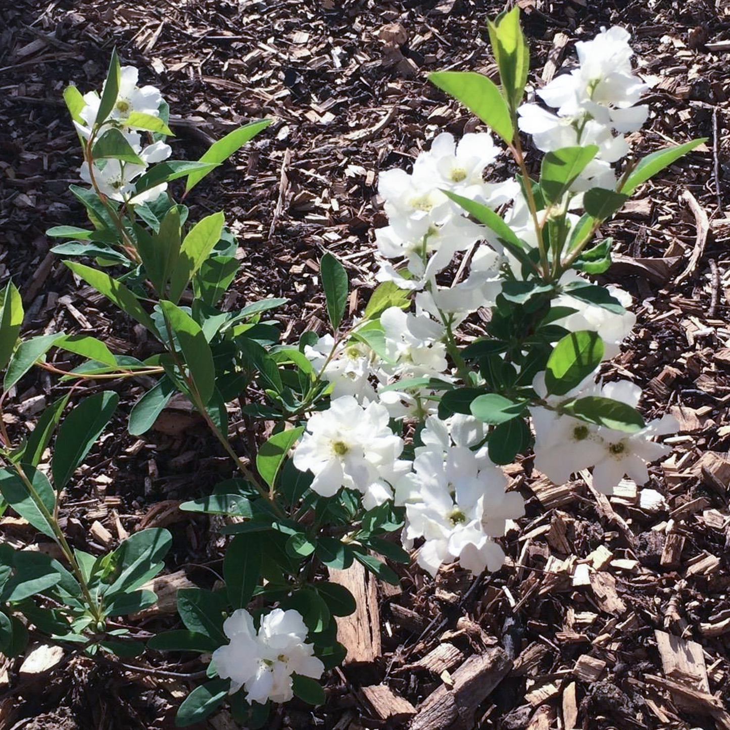 Exochorda Snow White Tree (12L, 5-6ft)