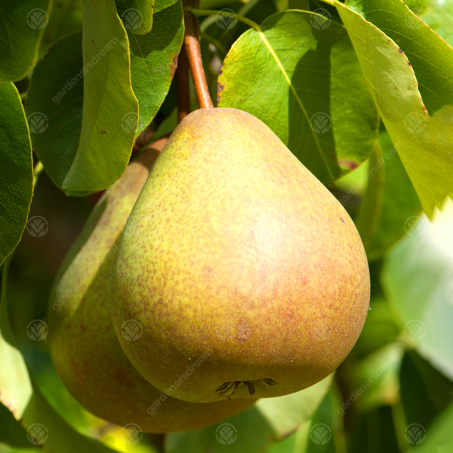 Pear Buerre Hardy (12L, 4-5ft)