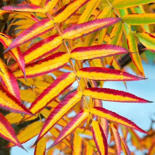 Sorbus Olympic Flame Tree (12L, 5-6ft)