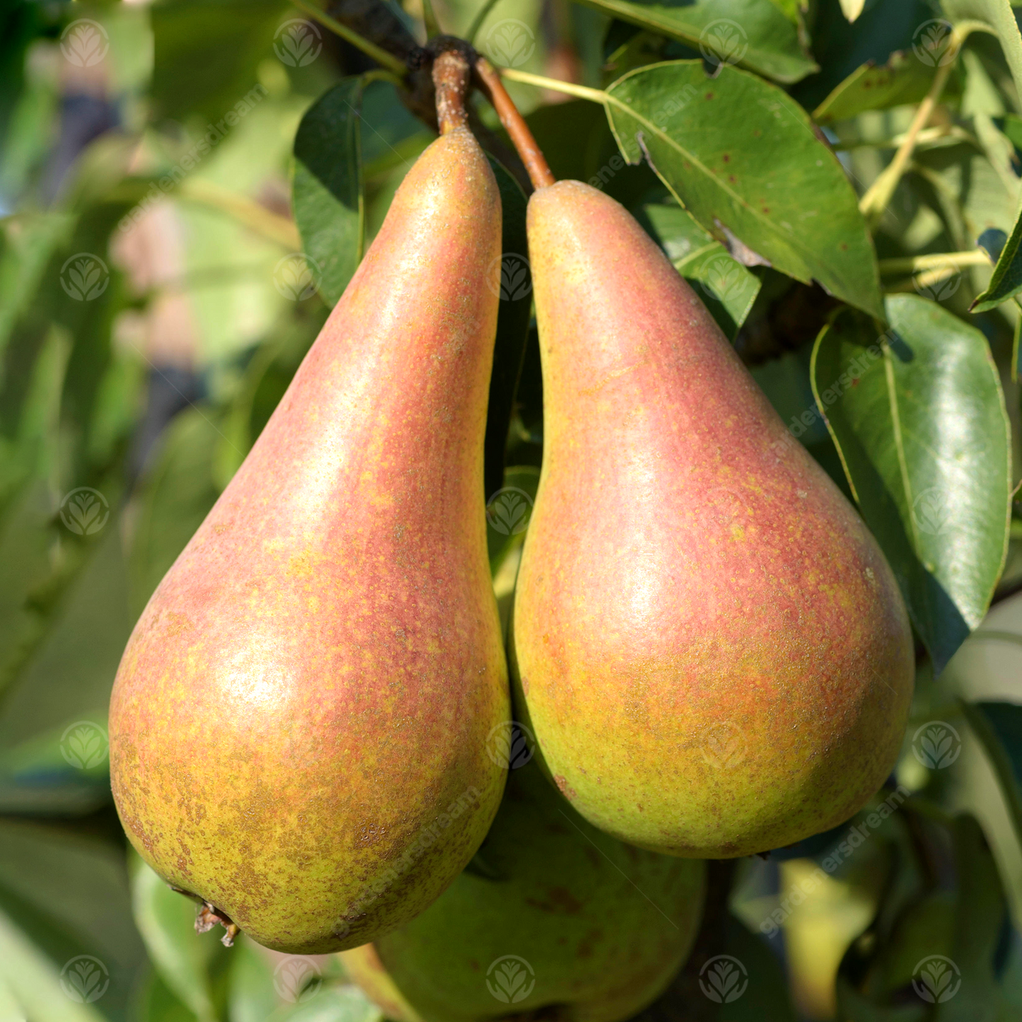 Pear Concorde (12L, 4-5ft)