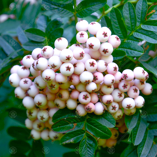 Sorbus Cashmiriana Tree (12L, 5-6ft)