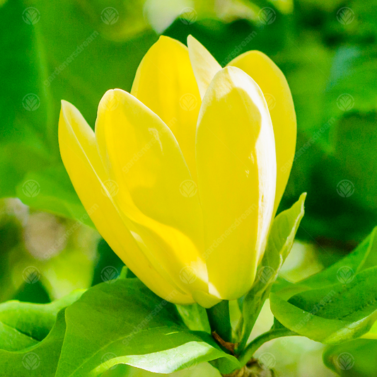 Magnolia Yellow Bird Tree (12L, 5-6ft)