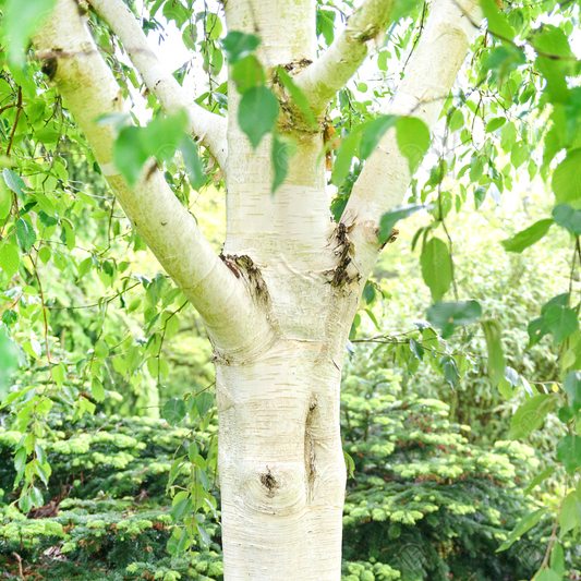 Betula Grayswood Ghost Tree (12L, 5-6ft)