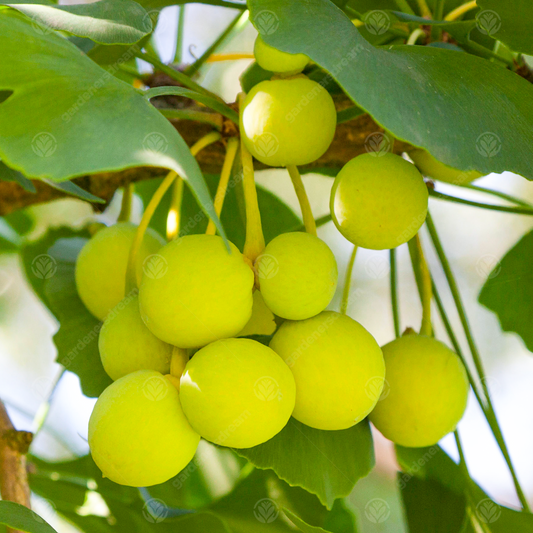 Ginkgo Biloba Tree (12L, 5-6ft)