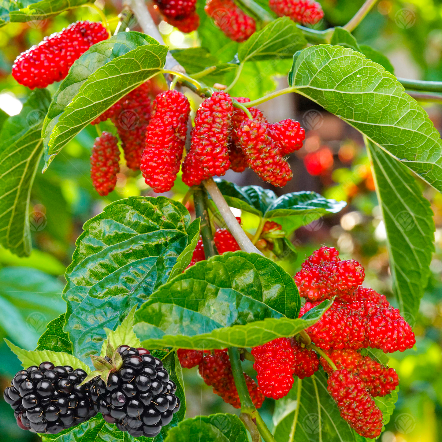 Morus Nigra Tree (12L, 5-6ft)