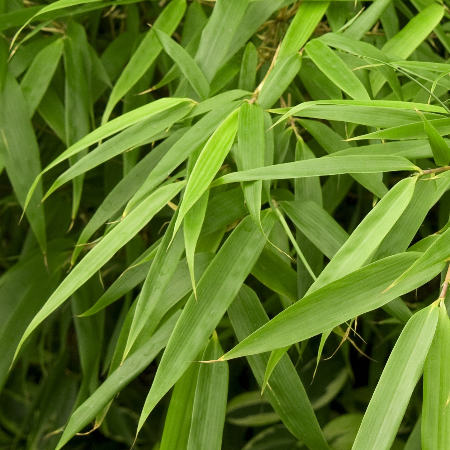 Fargesia Rufa - Bamboo