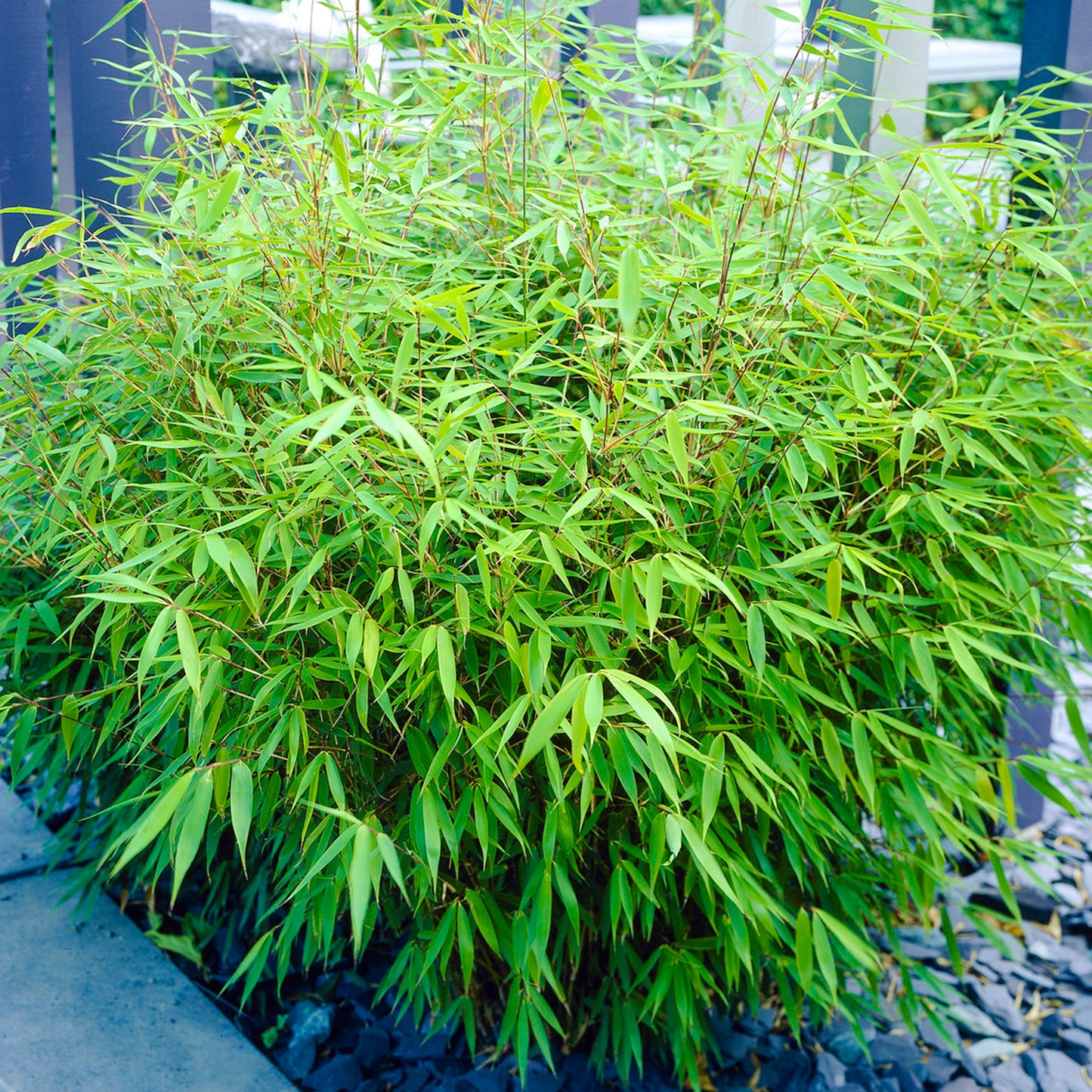 Fargesia Rufa - Bamboo