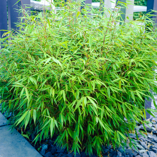 Fargesia Rufa - Bamboo