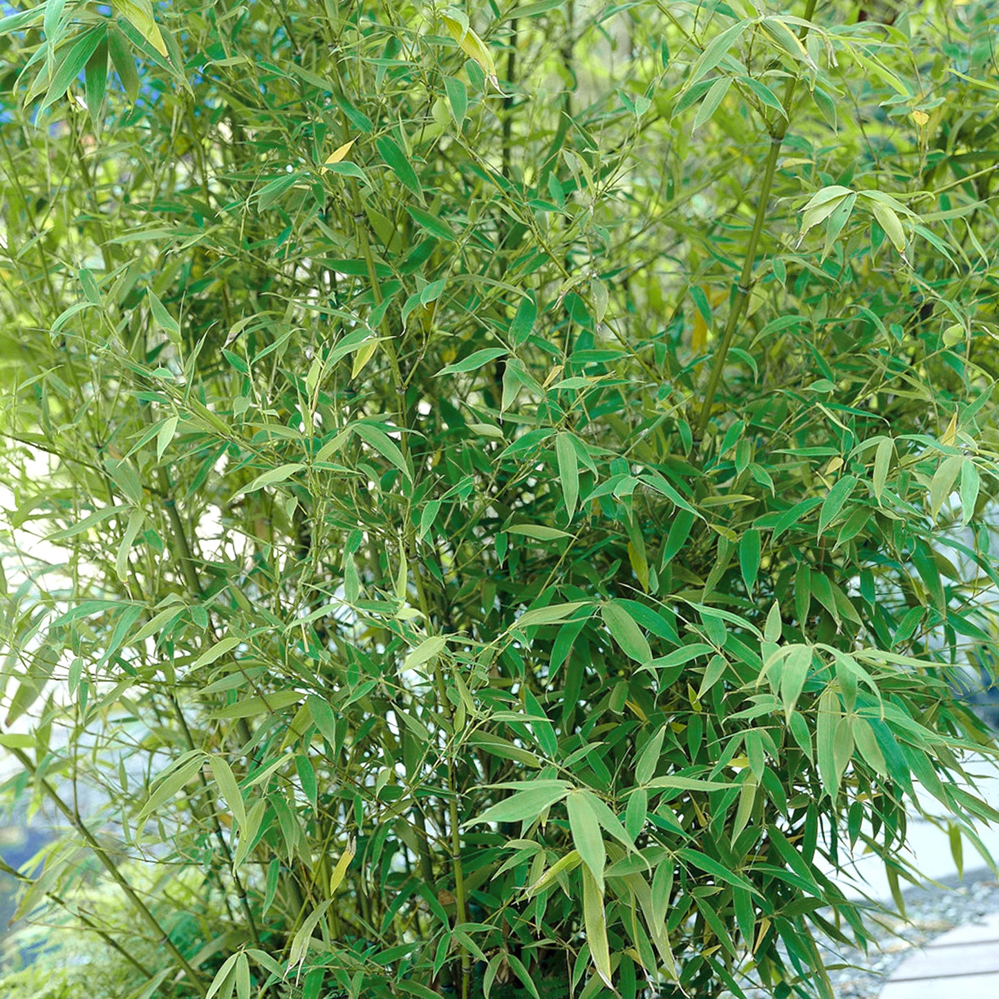 Fargesia robusta Pingwu Bamboo (14cm)