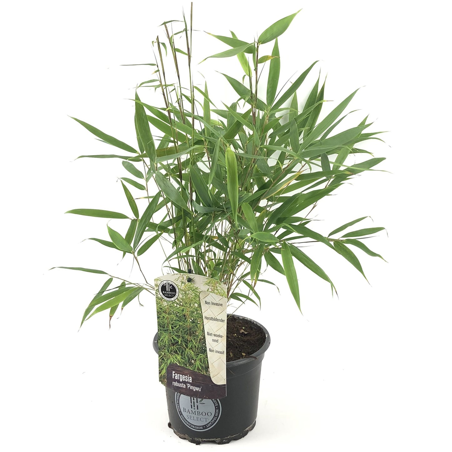 Fargesia robusta Pingwu Bamboo (14cm)