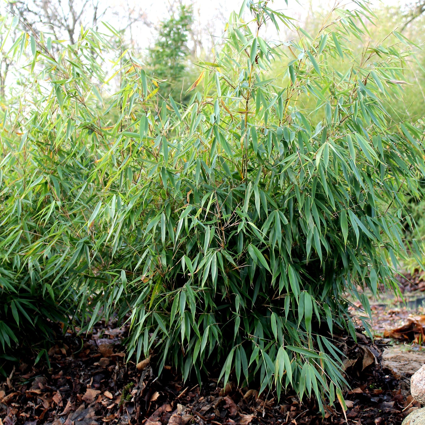 Fargesia robusta Pingwu Bamboo (14cm)