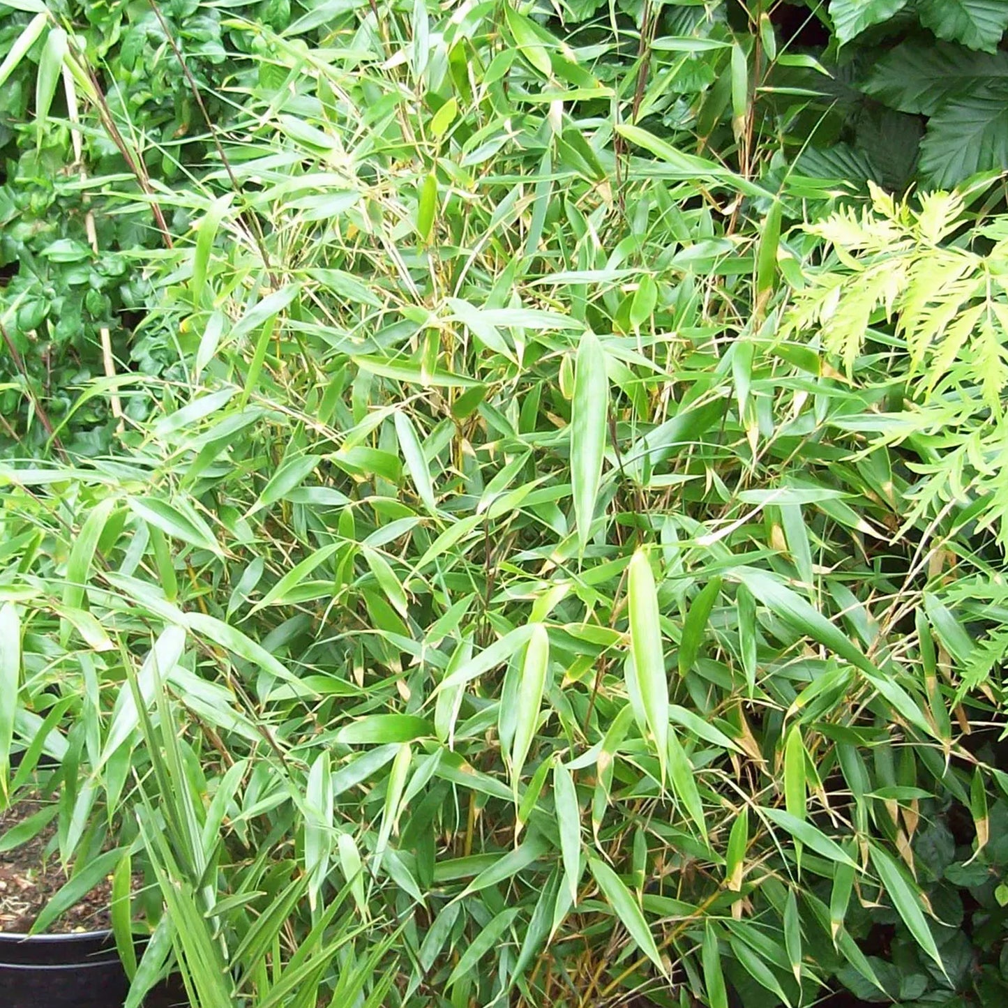 Fargesia robusta Pingwu Bamboo (14cm)