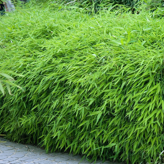 Fargesia Rufa (14cm, V3)