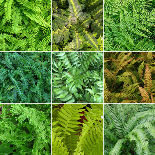 Fern Mix (9cm, Pack of 5)