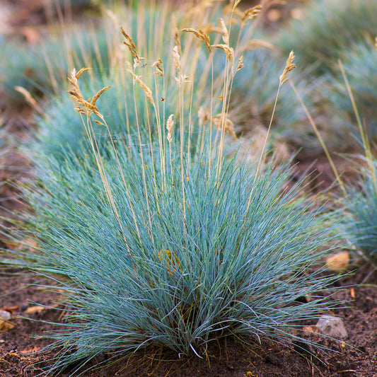 Festuca Elijah Blue (9cm)