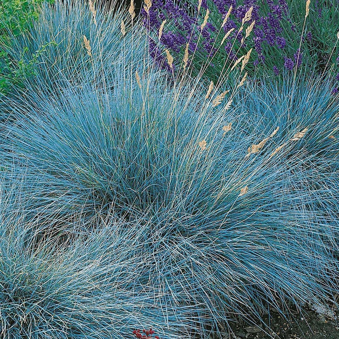 Festuca Intense Blue (9cm)