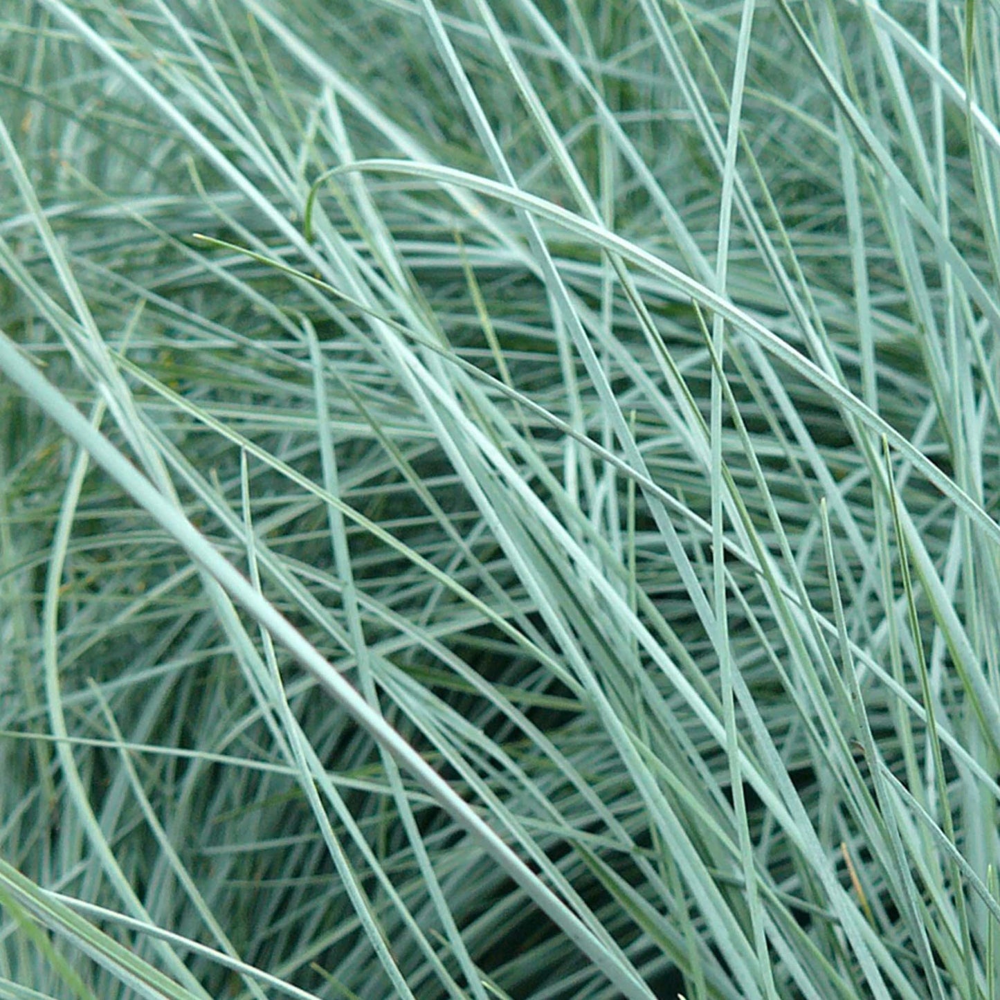 Festuca Intense Blue (9cm)