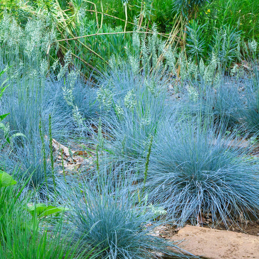 Festuca Intense Blue (9cm)
