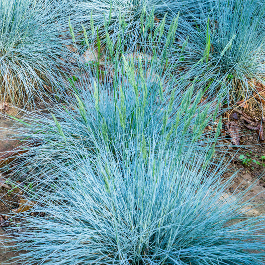 Festuca Intense Blue (9cm)