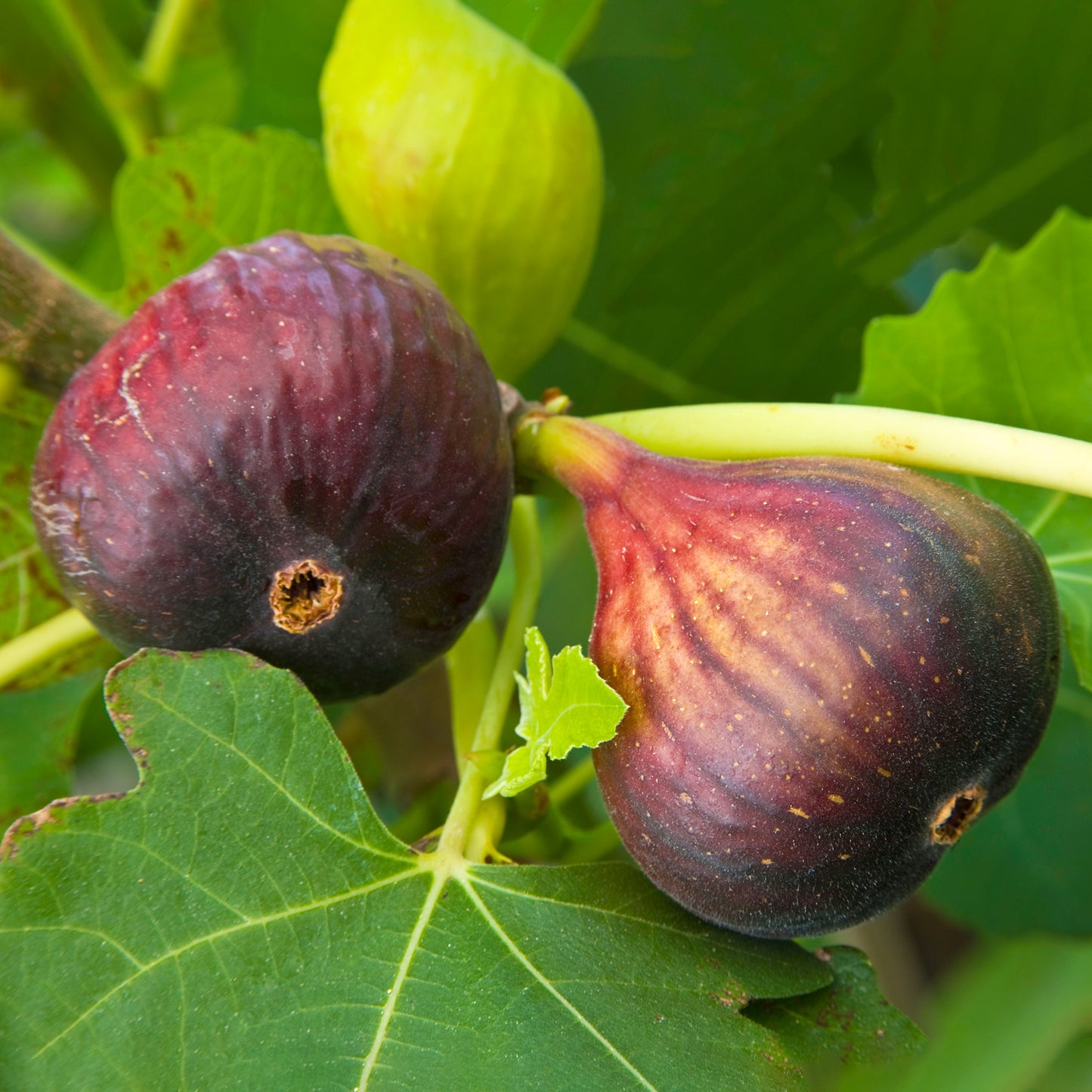 Ficus Brown Turkey