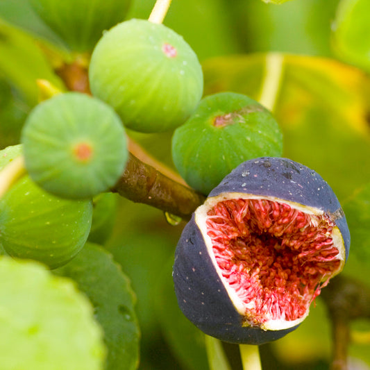 Ficus Brown Turkey (12cm) V4