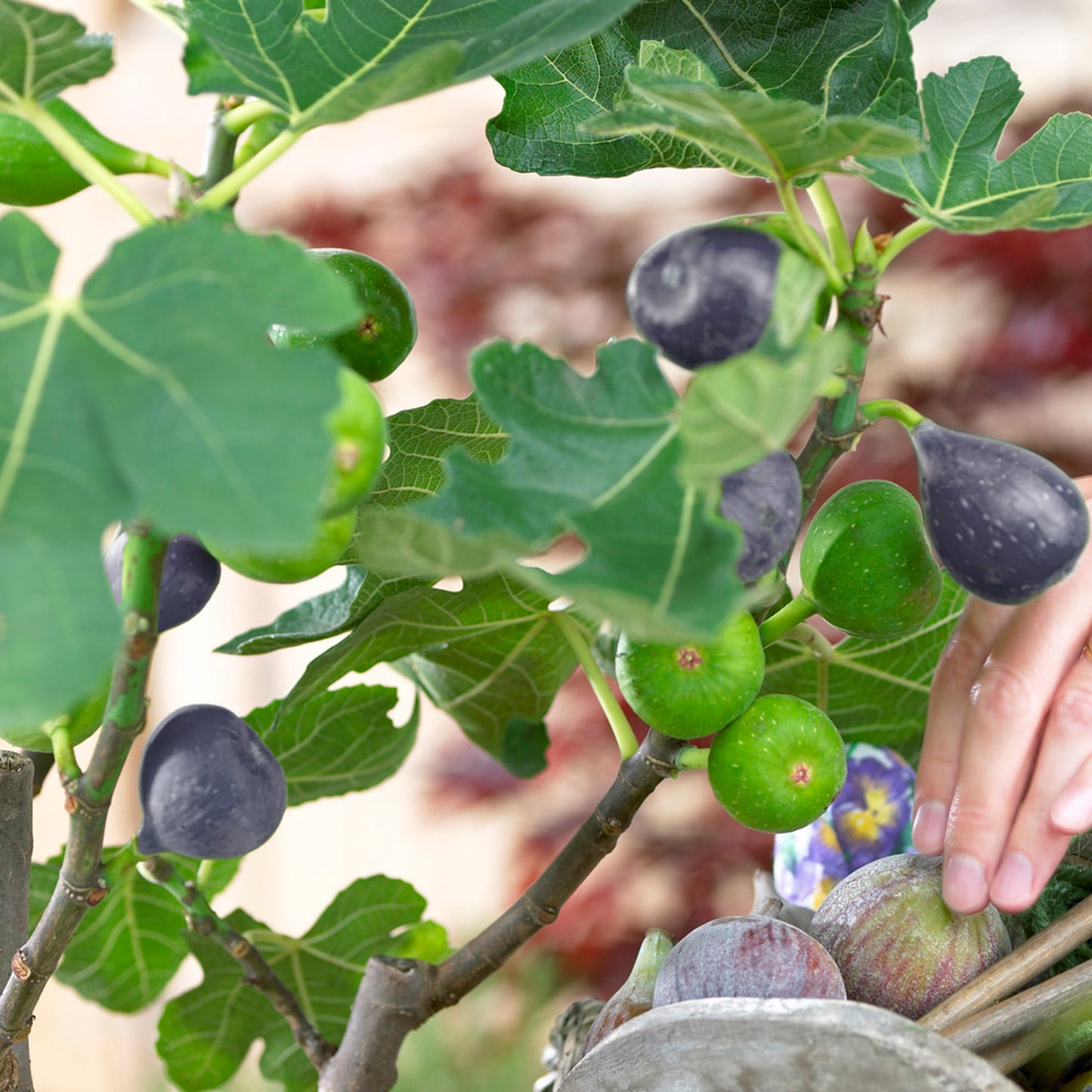 Ficus Brown Turkey