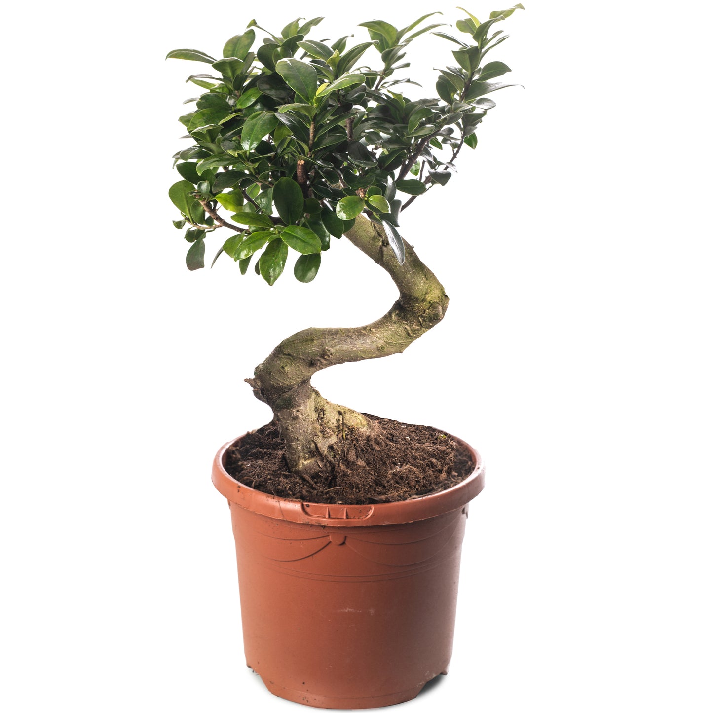 Ficus Ginseng