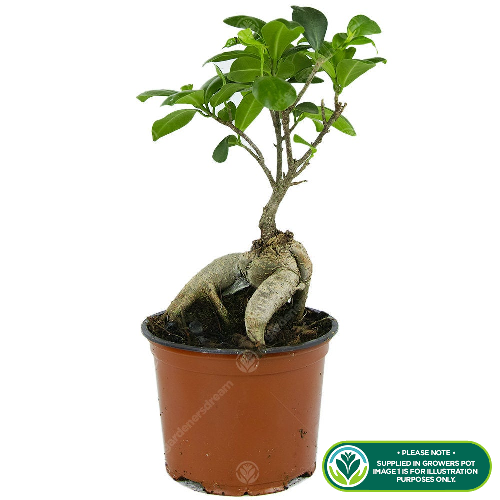 Ficus Ginseng (12cm, V3)