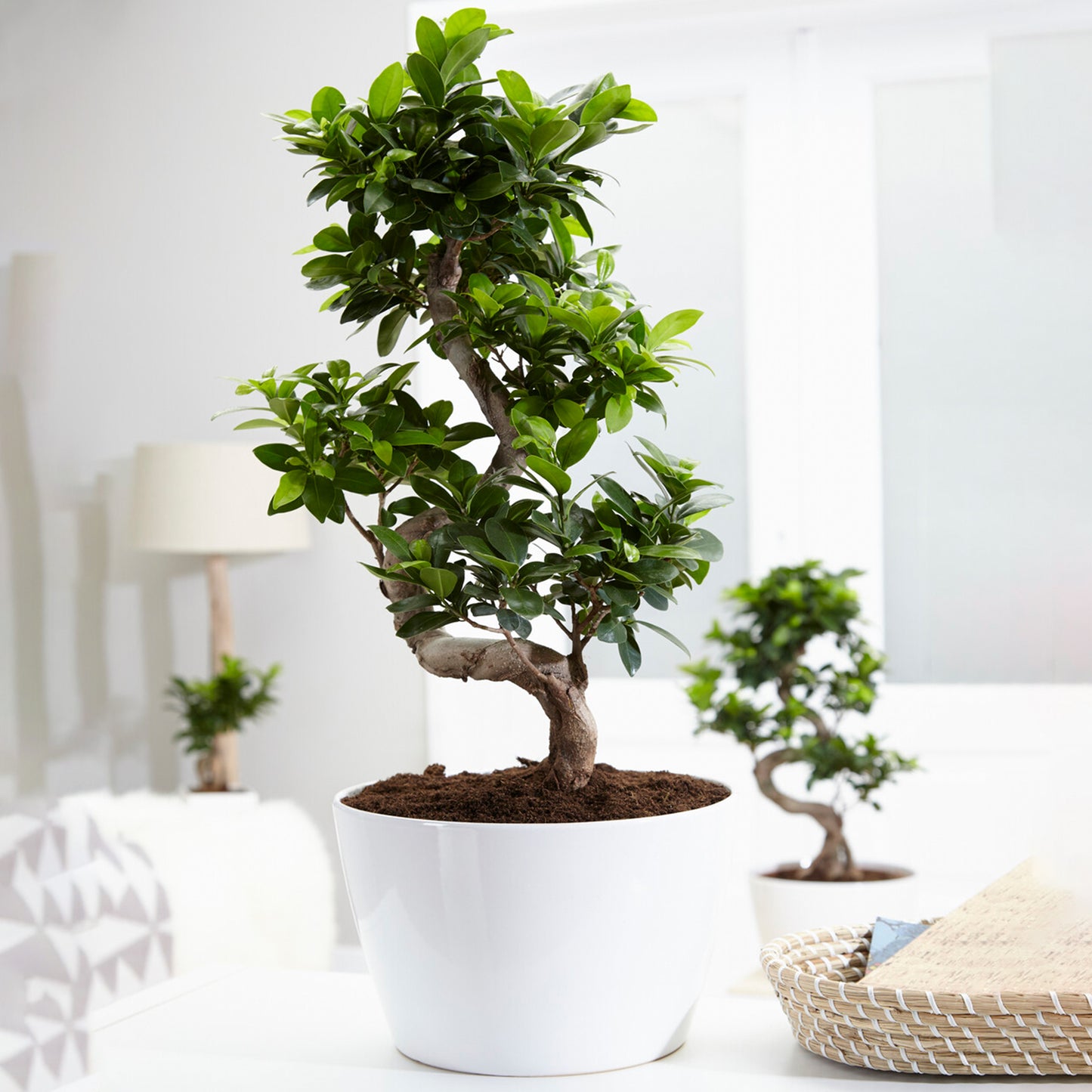 Ficus Ginseng