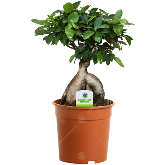 Ficus Ginseng (12cm)