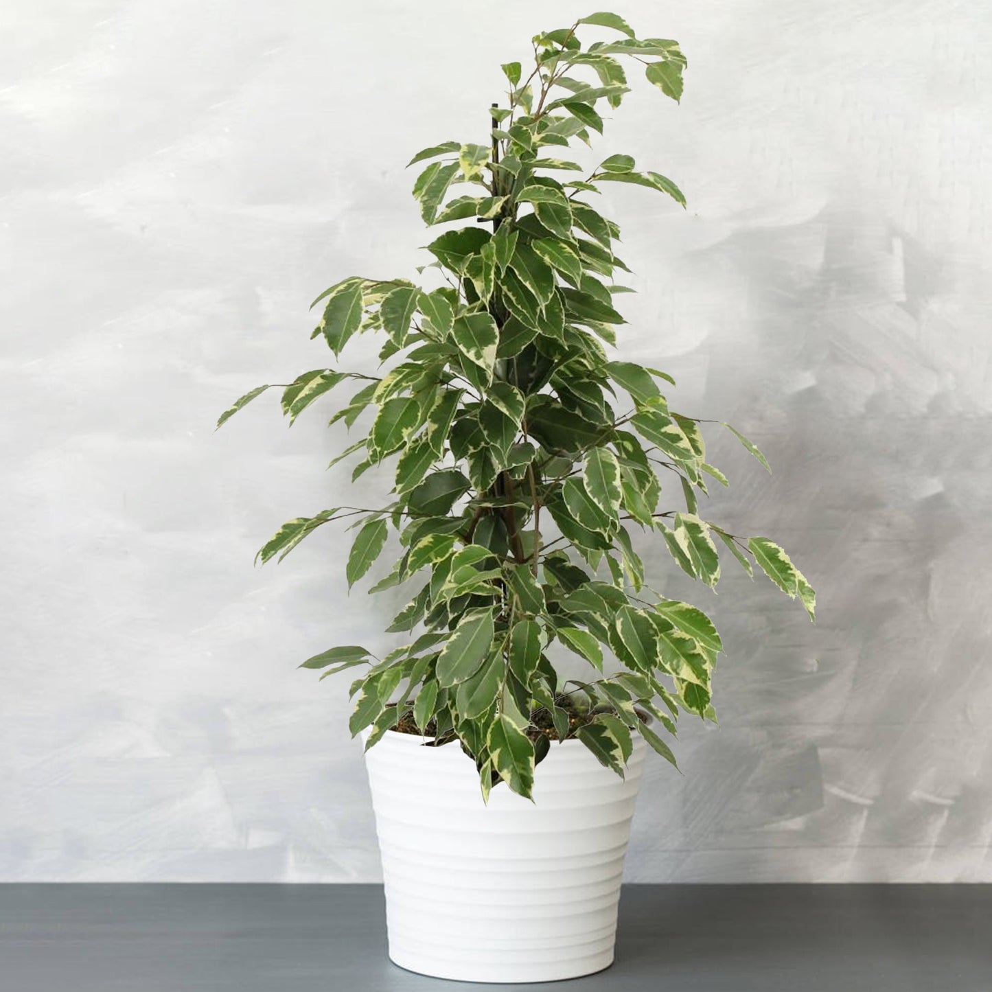 Ficus benjamina Golden King (12cm) V2