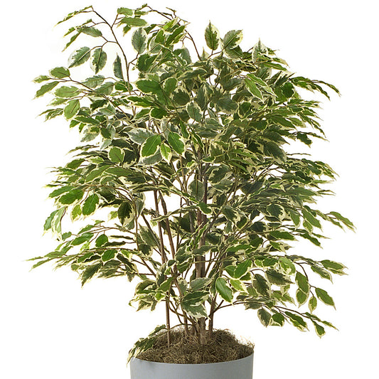 Ficus benjamina Golden King (12cm) V3