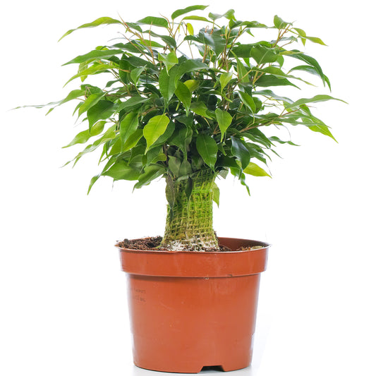 Ficus benjamina Green Kinky (14cm)