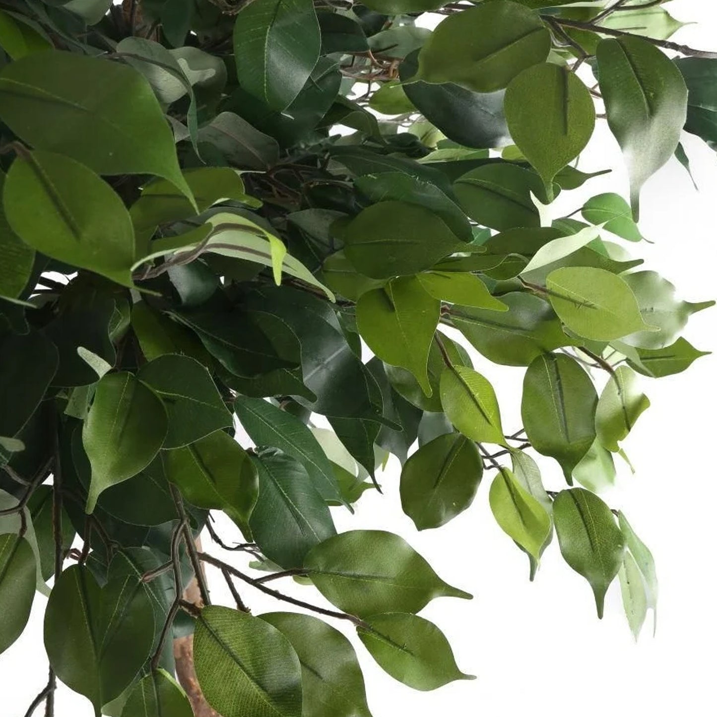 Ficus benjamina Danielle