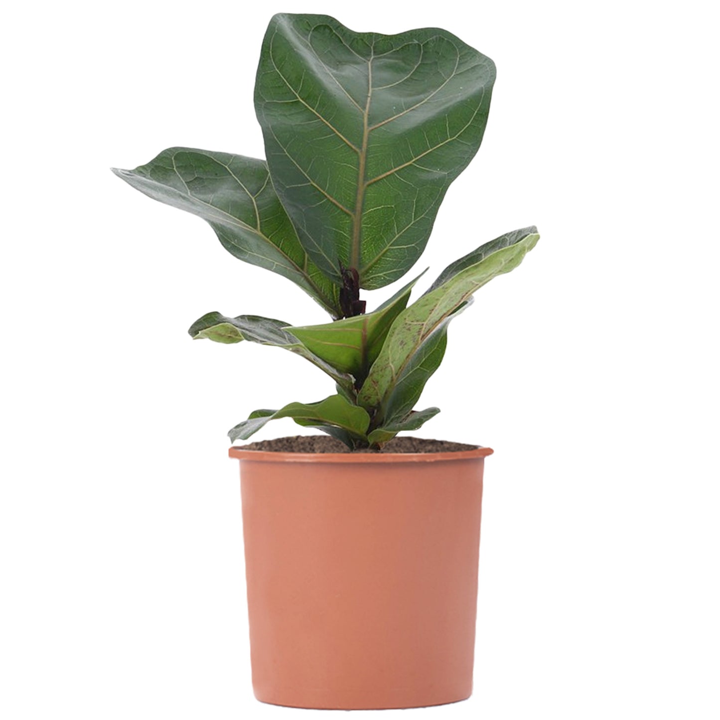 Ficus lyrata Bambino