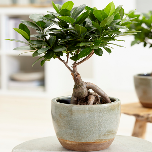 Ficus Ginseng (12cm, V1)